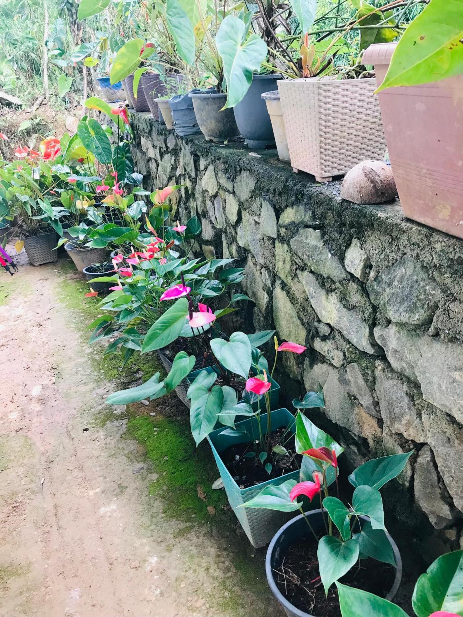 Cinnamon Homestay 엘라 외부 사진
