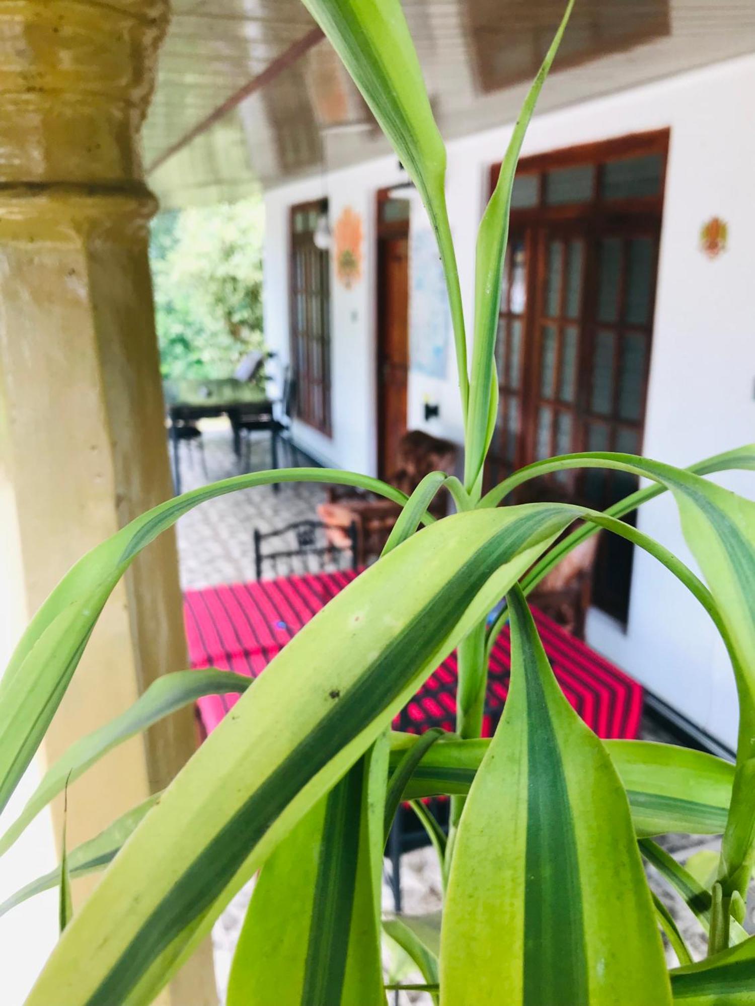 Cinnamon Homestay 엘라 외부 사진